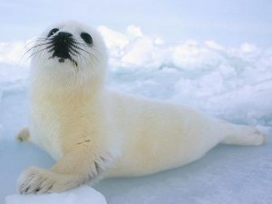 Foca