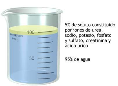Orina composición