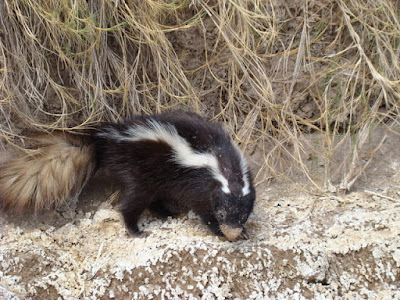Mofeta
