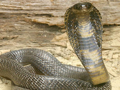 Serpiente