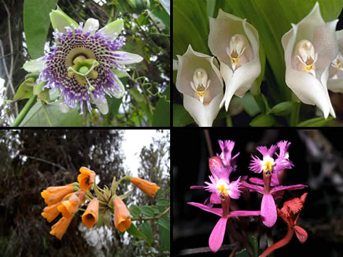 Flora