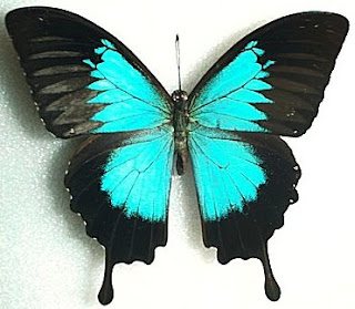 Mariposa