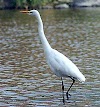 ¿Por qué las garzas duermen sobre una sola pata?
