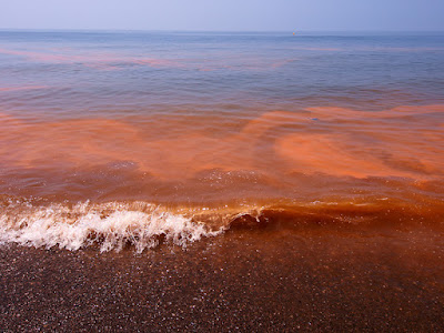 Marea roja