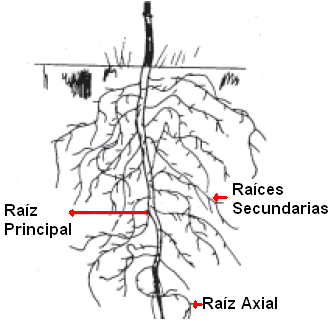 Raiz