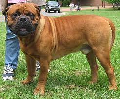 Bullmastiff
