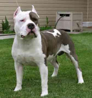 American staffordshire