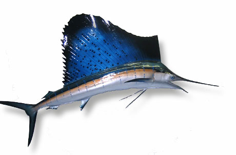 Pez vela azul