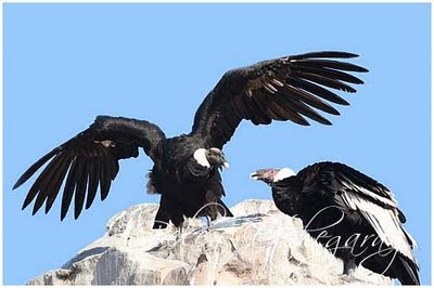 Condor