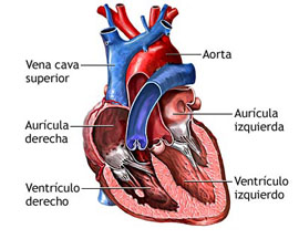 Corazón Corazón