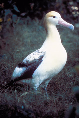 Albatros
