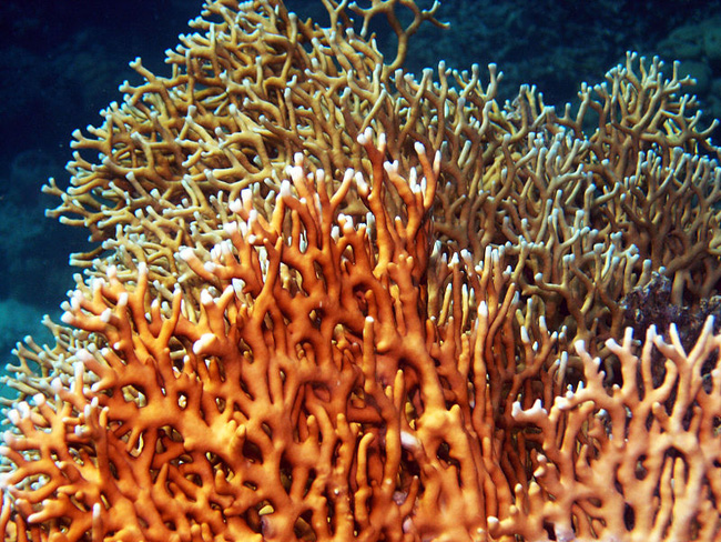 Coral de fuego Coral de fuego