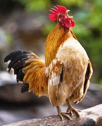 Gallo cantando